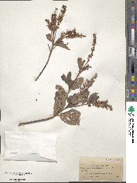 Clethra tomentosa image