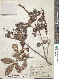 Clethra tomentosa image