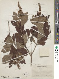 Clethra tomentosa image