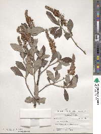 Clethra tomentosa image