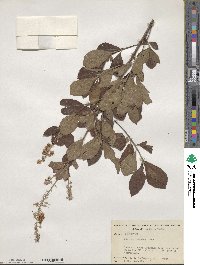 Clethra tomentosa image