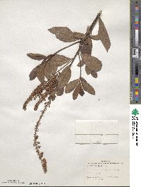 Clethra tomentosa image