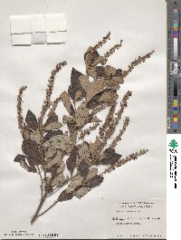 Clethra tomentosa image