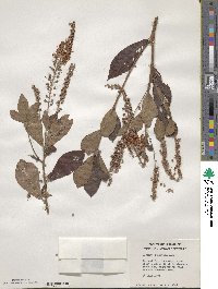 Clethra tomentosa image