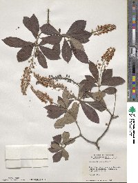 Clethra tomentosa image