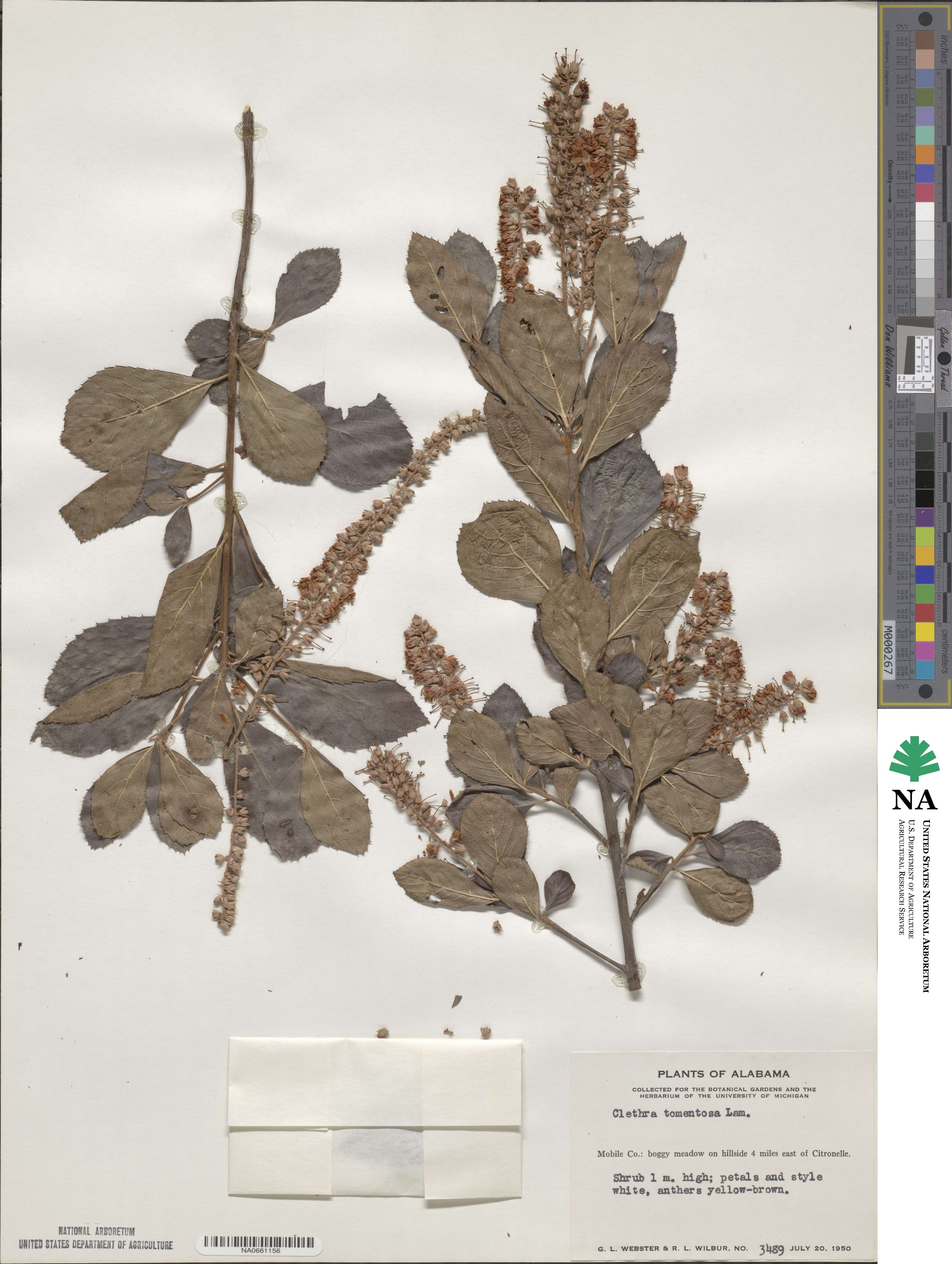 Clethra tomentosa image