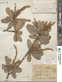 Clethra hartwegii image