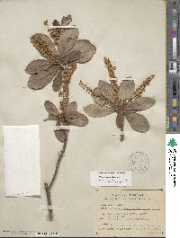 Clethra hartwegii image