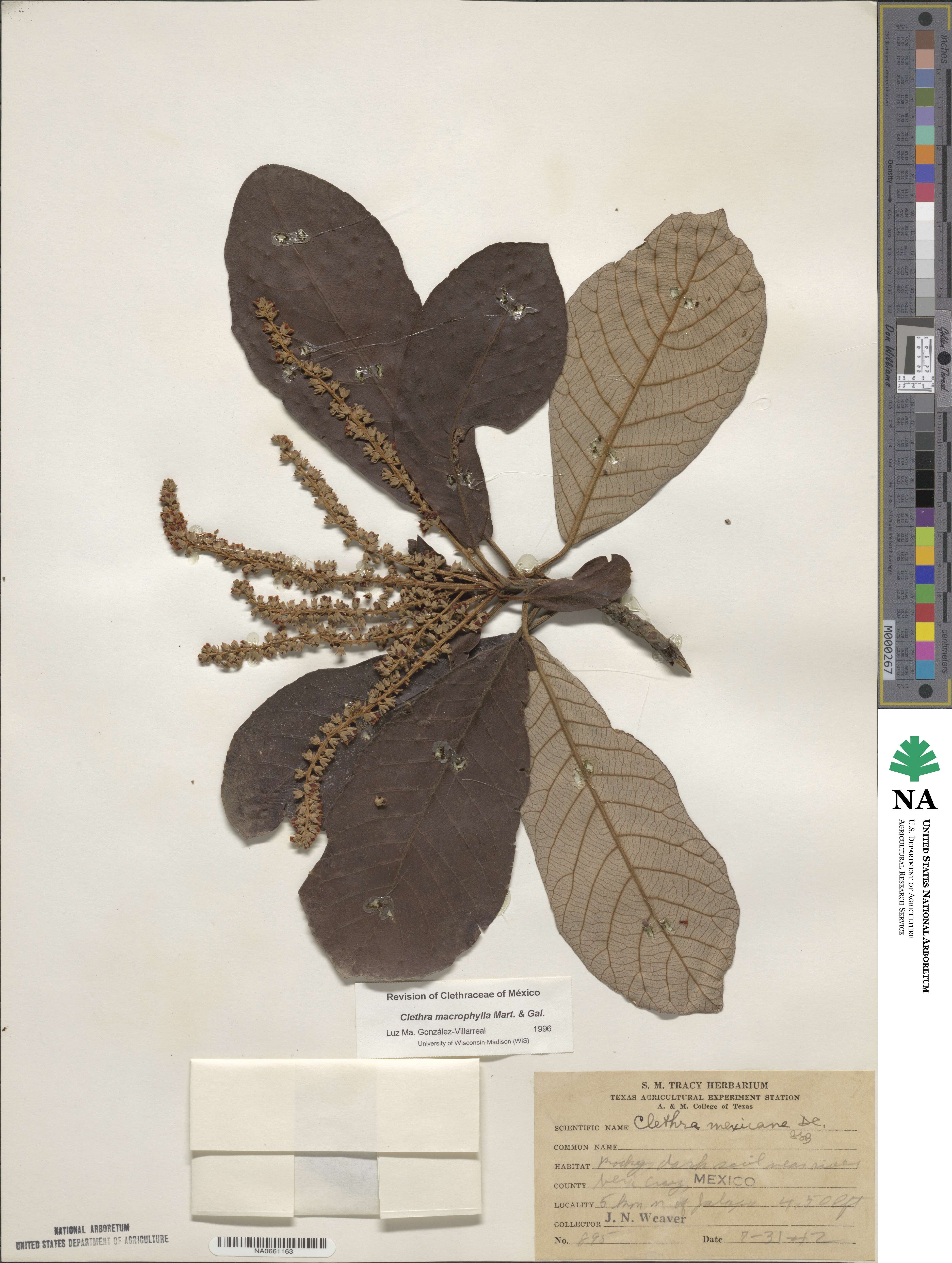 Clethra macrophylla image