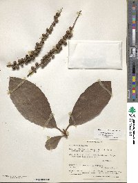 Clethra mexicana image