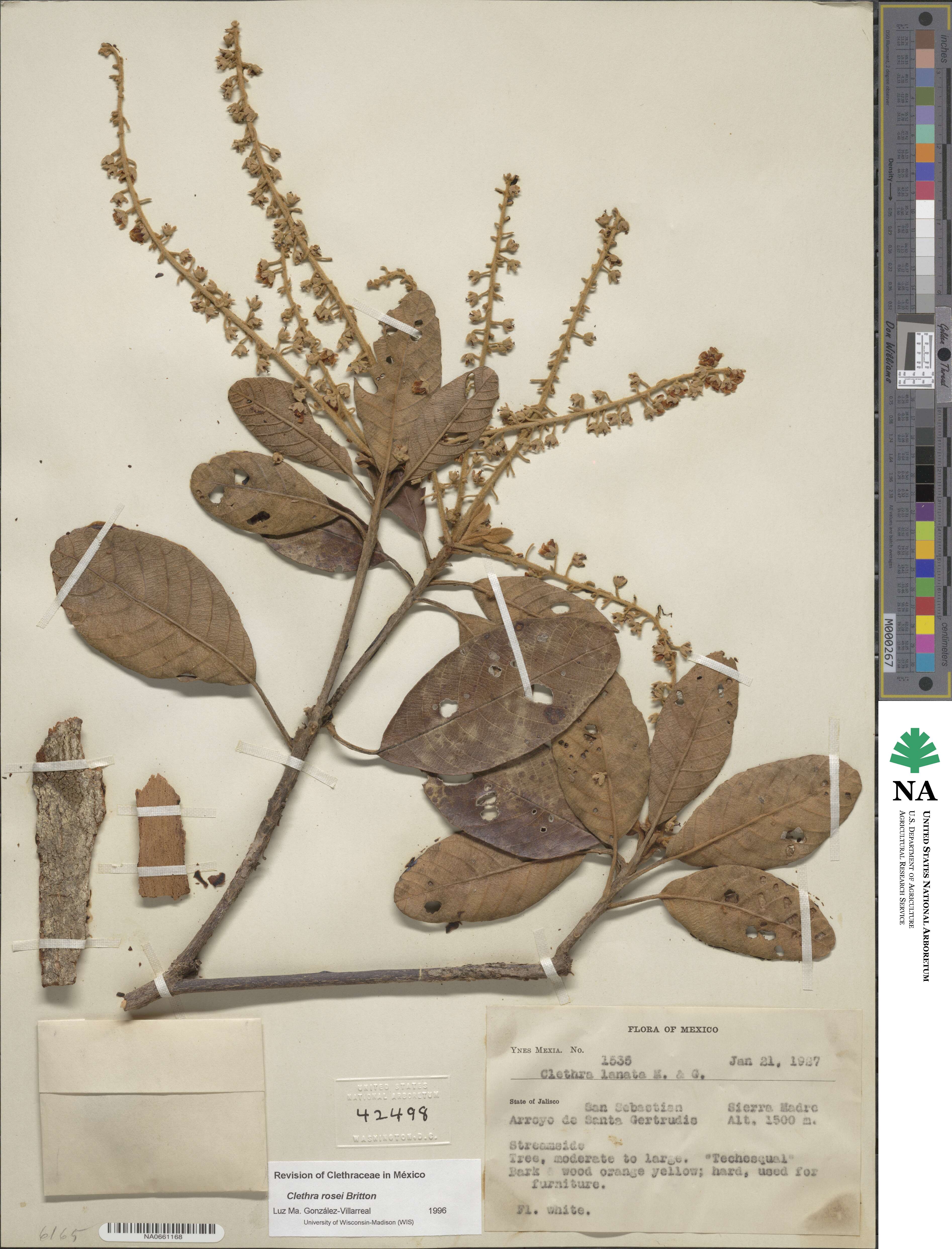 Clethra rosei image