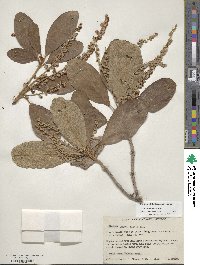 Clethra rosei image