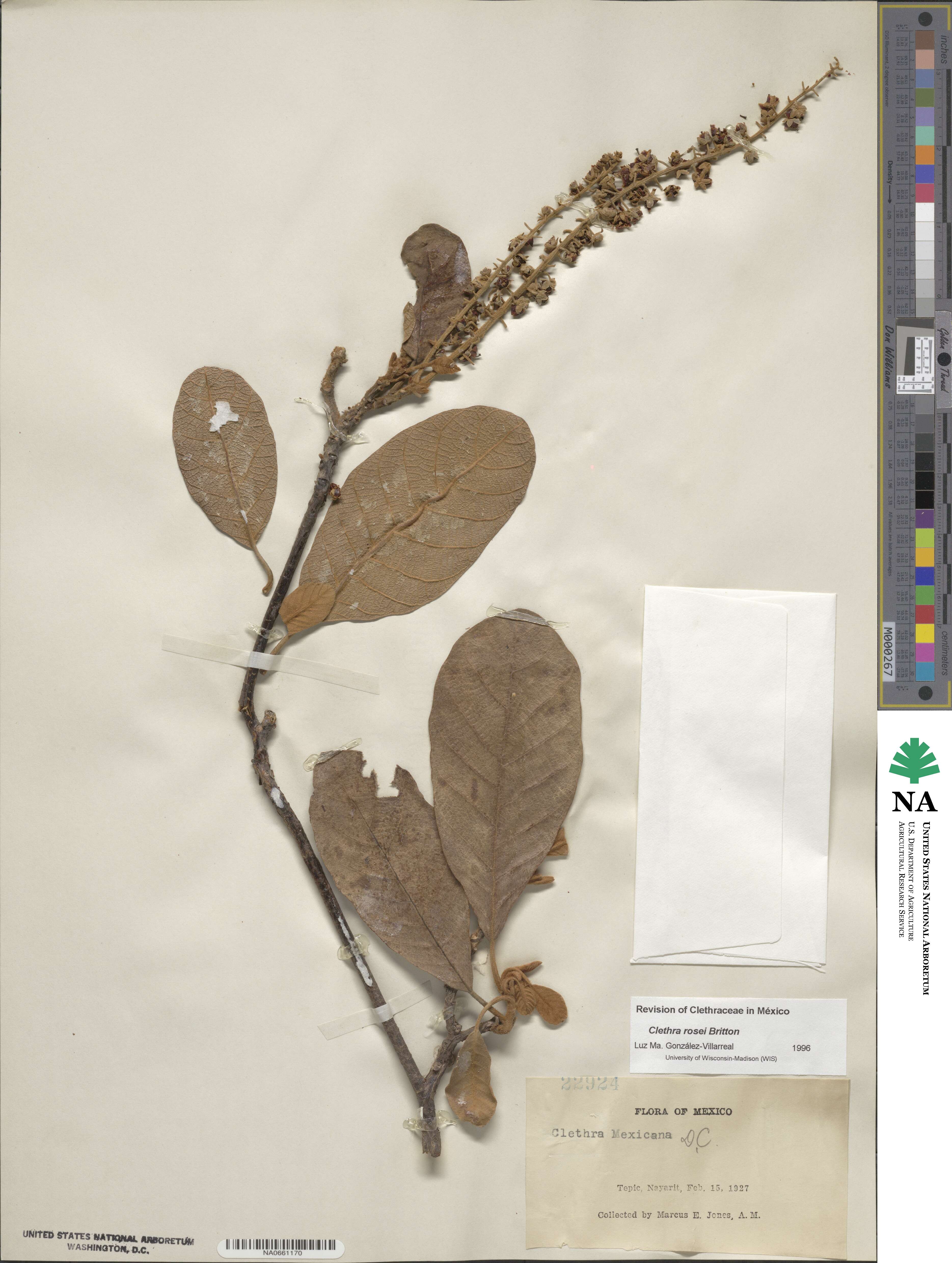 Clethra rosei image