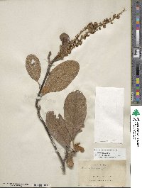 Clethra rosei image