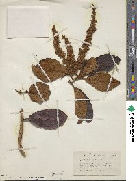 Image of Clethra alexandri