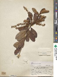 Image of Clethra cuneata