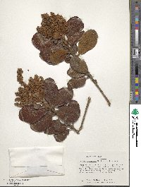 Clethra ferruginea image