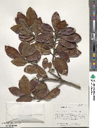 Clethra ferruginea image