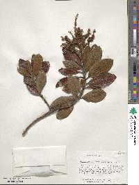 Clethra ferruginea image