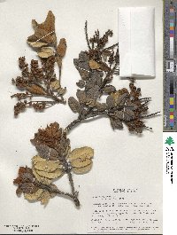 Clethra fimbriata image