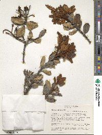 Clethra fimbriata image