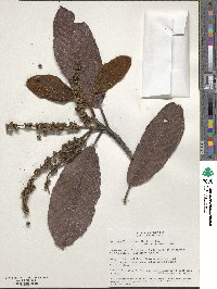 Image of Clethra revoluta