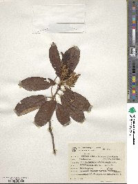 Clethra scabra image