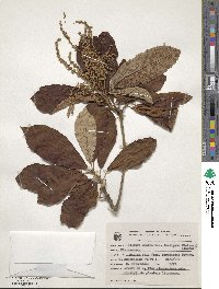 Clethra scabra image