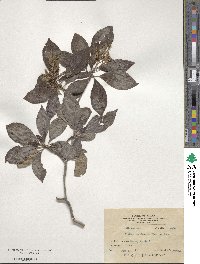 Clethra barbinervis image