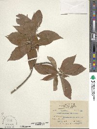 Clethra barbinervis image