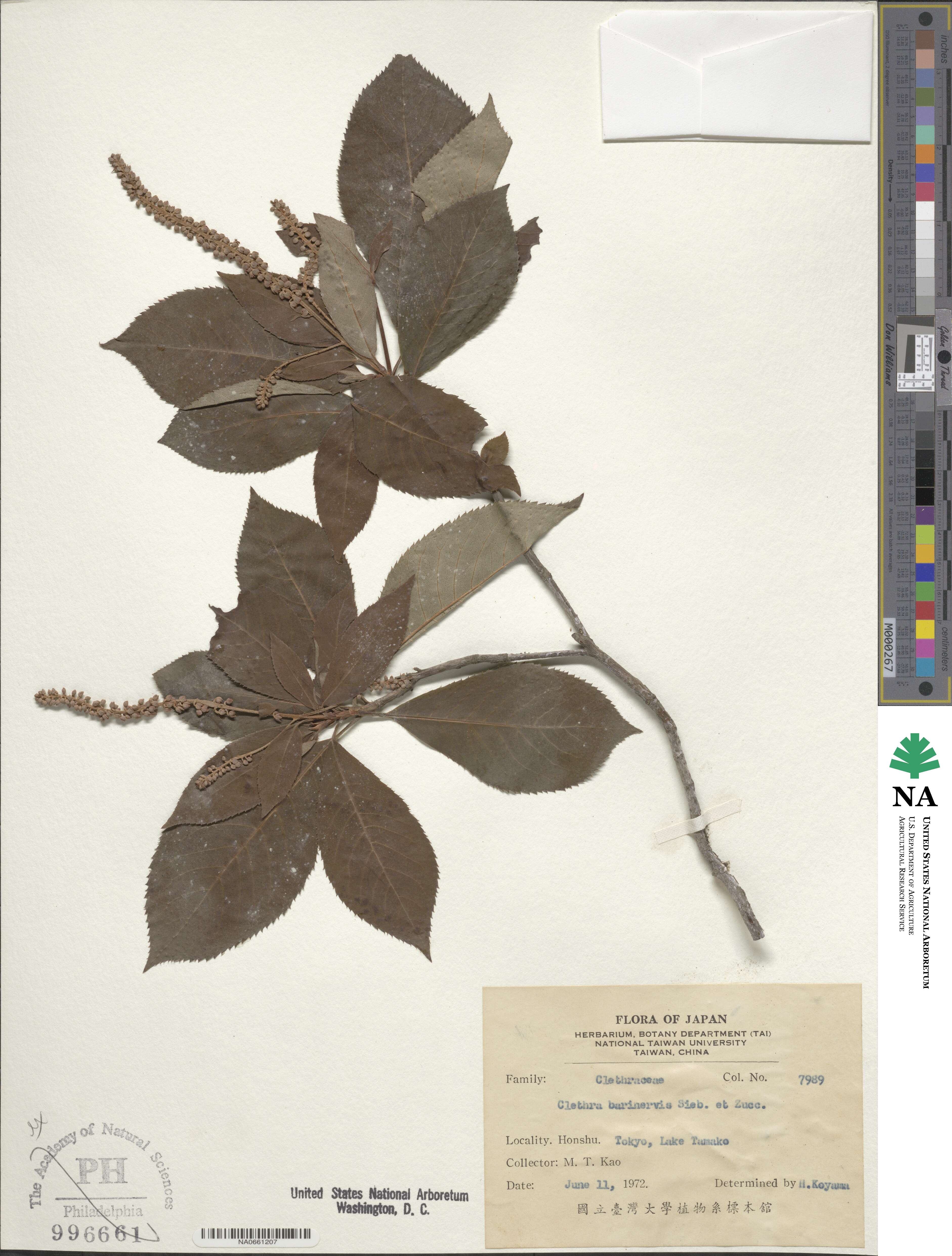 Clethra barbinervis image