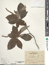 Clethra barbinervis image