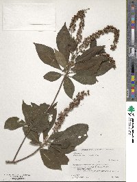 Clethra barbinervis image