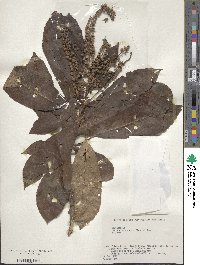 Clethra barbinervis image