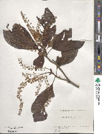 Clethra barbinervis image