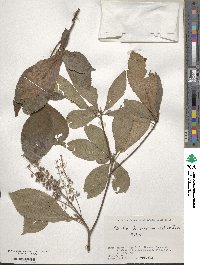 Clethra barbinervis image