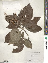 Clethra barbinervis image