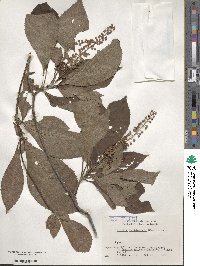 Clethra barbinervis image