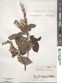 Clethra barbinervis image