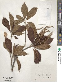 Clethra barbinervis image