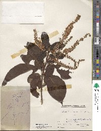 Clethra barbinervis image