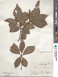 Clethra barbinervis image