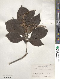 Clethra barbinervis image