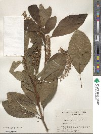 Clethra barbinervis image