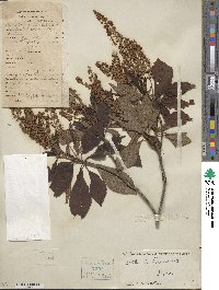 Clethra barbinervis image