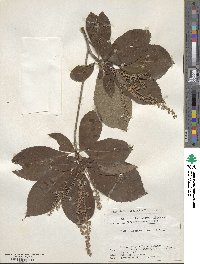 Clethra barbinervis image