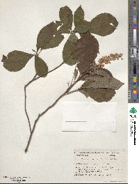 Clethra barbinervis image