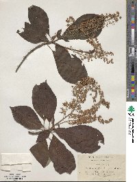 Clethra barbinervis image