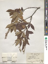 Clethra bodinieri image