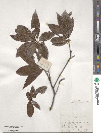 Clethra delavayi image